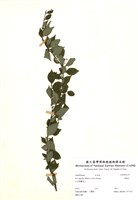 藏品(燈稱花)的圖片